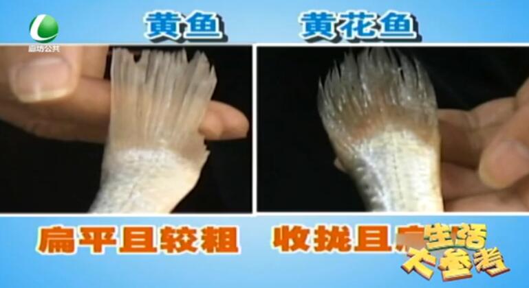 你真的會(huì)買黃花魚嗎？