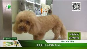 炎炎夏日小心寵物六親不認