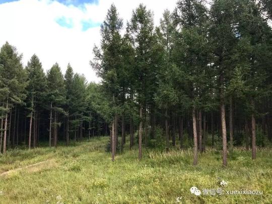 習(xí)總牽掛的塞罕壩，你去過嗎？小組剛?cè)ミ^！