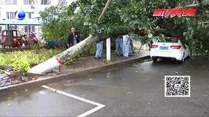 樹(shù)倒砸車誰(shuí)來(lái)?yè)?dān)責(zé)？