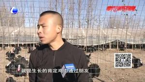 火雞銷售已進(jìn)入尾聲 小伙兒要將特色創(chuàng)業(yè)路進(jìn)行到底