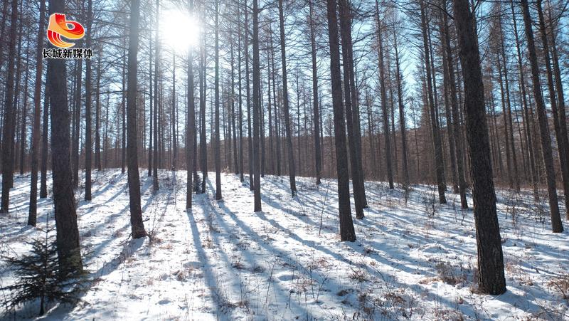 林場衛(wèi)士一一張振江