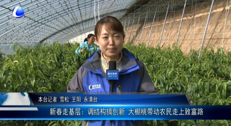 新春走基層：調(diào)結(jié)構搞創(chuàng)新 大棚桃?guī)愚r(nóng)民走上致富路