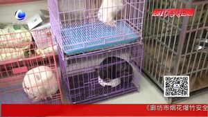 狗年到 狗狗身價大漲啦！