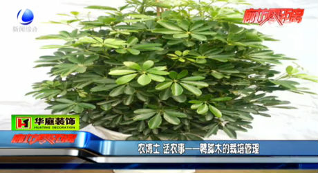 農博士 話農事——鴨腳木的栽培管理