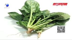 吃菠菜補鐵 背后真相是大力水手的傳說