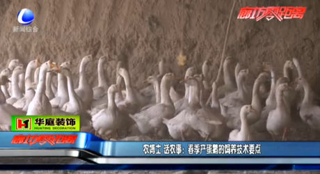 春季產(chǎn)蛋鵝的飼養(yǎng)技術(shù)要點(diǎn)