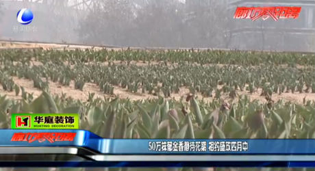 50萬株郁金香靜待花期 相約盛放四月中