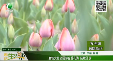 廊坊文化公園郁金香花海 陸續(xù)開放