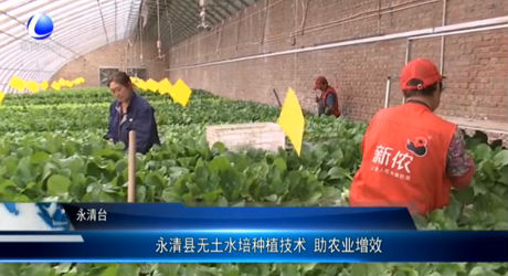 永清縣無土水培種植技術(shù) 助農(nóng)業(yè)增效