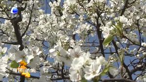 永清百畝梨花醉游客