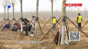 廊坊開發(fā)區(qū)“一地、一帶、五路”造林綠化工作進(jìn)展順利