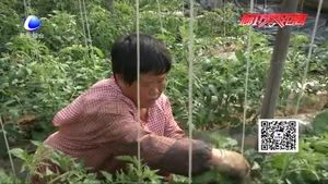 農(nóng)博士 話農(nóng)事——溫室番茄優(yōu)質(zhì)高效栽培技術(shù)