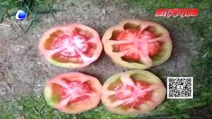 空心西紅柿是打了激素不能吃？專家辟謠為你壓壓驚