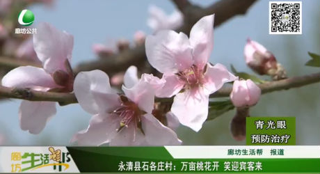 永清縣石各莊村：萬畝桃花開 笑迎賓客來