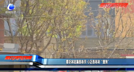 攀折樹枝摘香椿芽 小區(qū)香椿樹“遭殃”