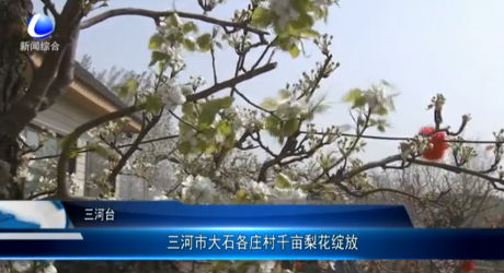 三河市大石各莊村千畝梨花綻放