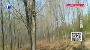 碼頭鎮(zhèn)孫披莊村楊樹(shù)蟲(chóng)害嚴(yán)重