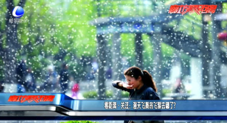 漫天飛舞的飛絮哪去了？