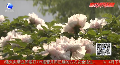 人間四月芳菲盡 公園牡丹正當(dāng)時(shí)