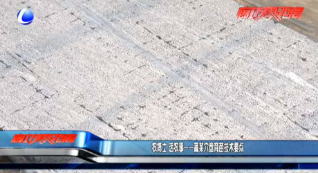 農(nóng)博士 話農(nóng)事——蔬菜穴盤(pán)育苗技術(shù)要點(diǎn)