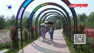 市花月季驚艷登場 喜迎“5·18”四海賓朋