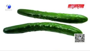 頂花帶刺黃瓜涂過避孕藥？專家；不可信