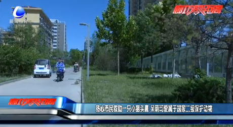 熱心市民救助一只小貓頭鷹 呆萌可愛屬于國家二級保護(hù)動物