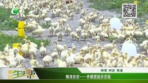 精準(zhǔn)扶貧——養(yǎng)鵝搭救扶貧路