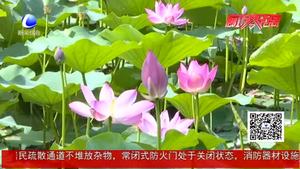 夏至已至 養(yǎng)生應(yīng)護(hù)陽