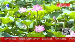 最美是那荷花開 清水芙蓉迎客來