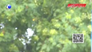 廊坊發(fā)布雷電黃色預(yù)警信號 局地有短時強降水 大風(fēng)等強對流天氣