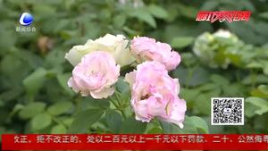 月季養(yǎng)護(hù)記錄表正式投入使用 數(shù)據(jù)化紀(jì)錄月季生長過程