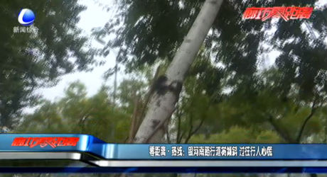 零距離熱線：銀河南路行道樹傾斜 過往行人心慌