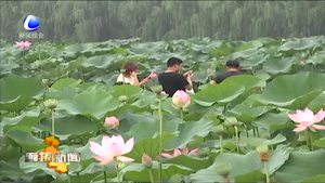 2018香河縣荷花節(jié)