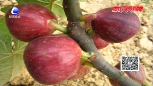 設(shè)施溫室栽培無(wú)花果技術(shù)