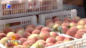 永清縣石各莊村建仙桃批發(fā)市場 方便村民銷售