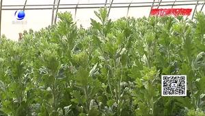 菊花蚜蟲的綜合防治技術(shù)