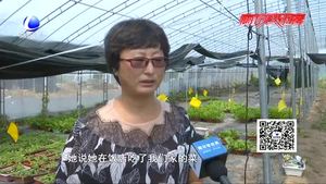 “盆菜夫妻檔” 大棚內(nèi)唱響創(chuàng)業(yè)之歌