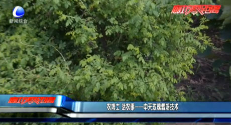 農(nóng)博士話農(nóng)事——中天玫瑰栽培技術(shù)