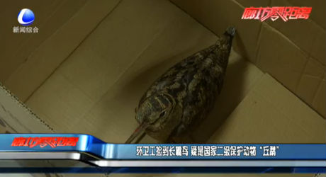 環(huán)衛(wèi)工撿到長嘴鳥 疑是國家二級(jí)保護(hù)動(dòng)物“丘鷸”