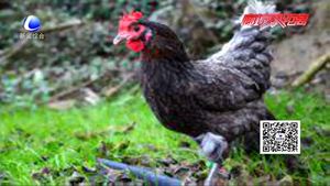 食在好源頭——雞肉的營養(yǎng)價值