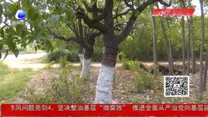 市園林局修復(fù)300余棵古樹 部分古棗樹掛果枝頭