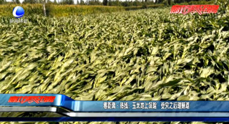 玉米地上保險 受災(zāi)之后理賠難