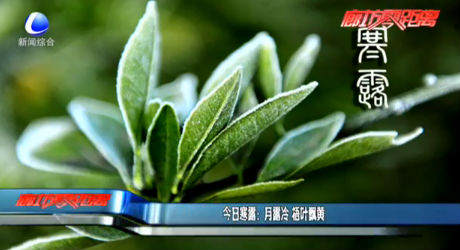 今日寒露：月露冷 梧葉飄黃