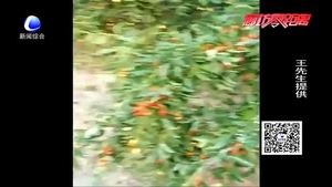 花甲老人難舍棗樹林 盼有緣人接手