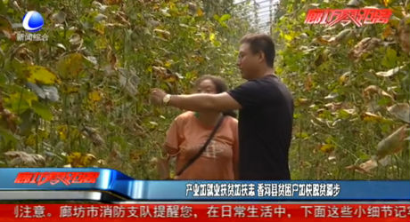 產(chǎn)業(yè)加就業(yè)扶貧加扶志 香河縣貧困戶加快脫貧腳步