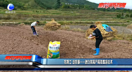 農(nóng)博士 話農(nóng)事——秋白菜高產(chǎn)高效栽培技術(shù)