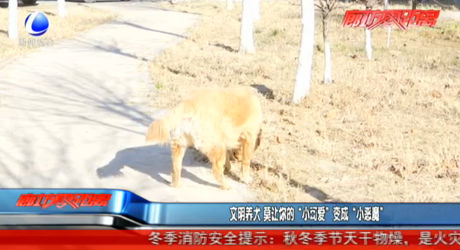 文明養(yǎng)犬 莫讓你的“小可愛(ài)”變成“小惡魔”