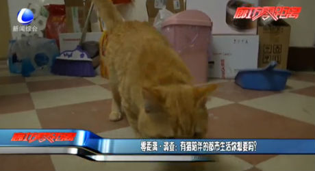 零距離·調(diào)查：有貓陪伴的都市生活你想要嗎？